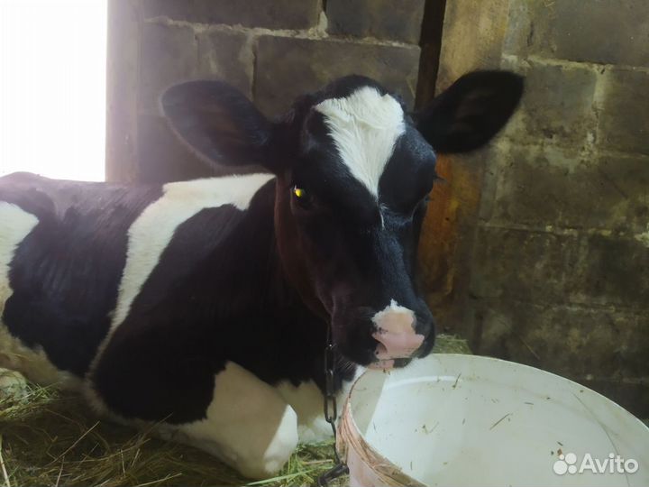 Телёнок тёлка