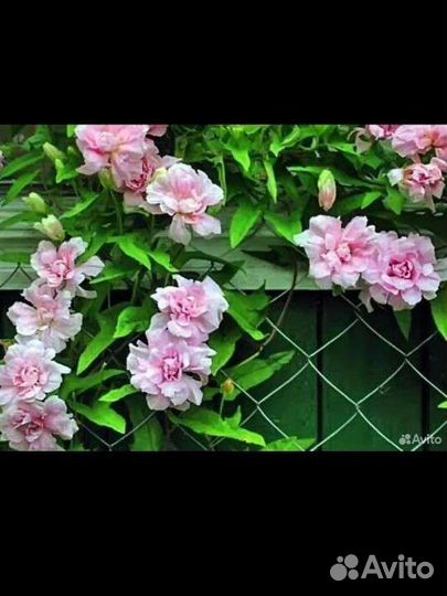 Сибирская роза, саженцы, лиана многолетняя