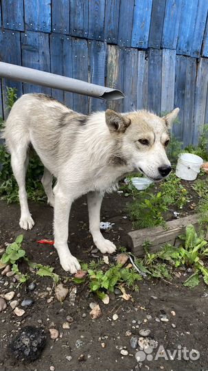 Собака в добрые руки помесь лайки