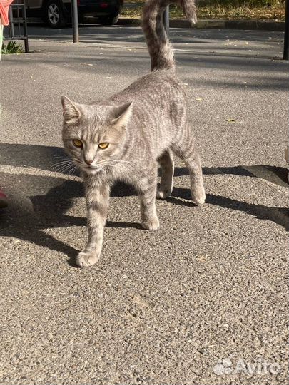 Кошка в добрые руки