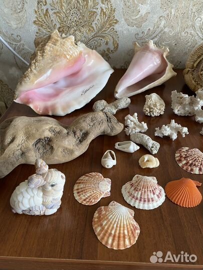 Морские ракушки и кораллы
