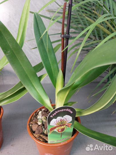 Орхидея Paph America Hub Short d 12