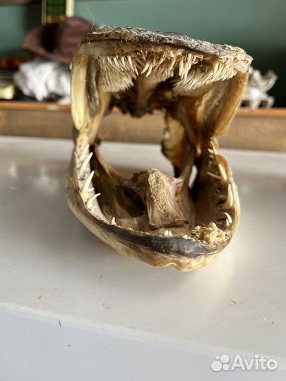 Голова щуки