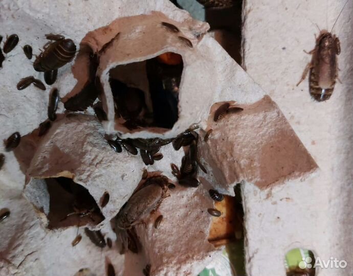 Мраморные тараканы