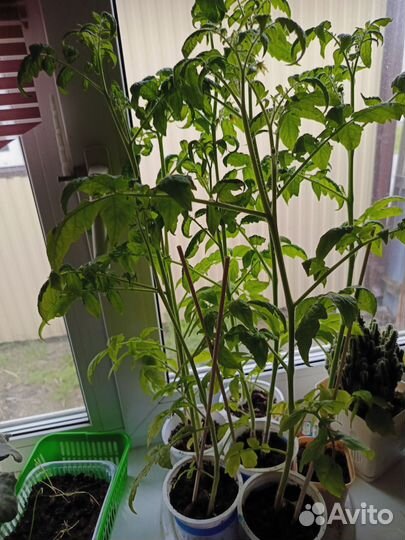 Рассада помидор