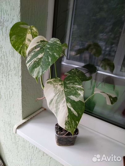 Монстера вариегатная Альба