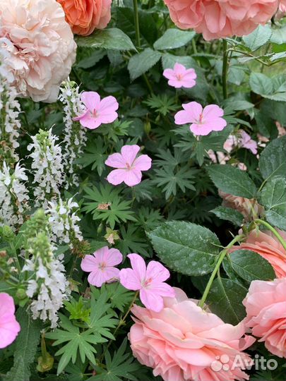 Герань садовая многолетняя