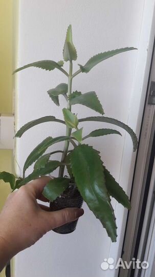 Алое,алоеВера,каланхое,инд лук,денежное дерево