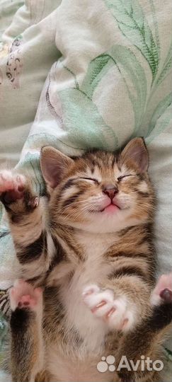 Котёнок в добрые руки мальчик