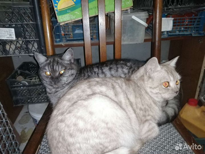 Британский кот на вязку