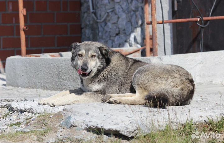 Собака в добрые руки