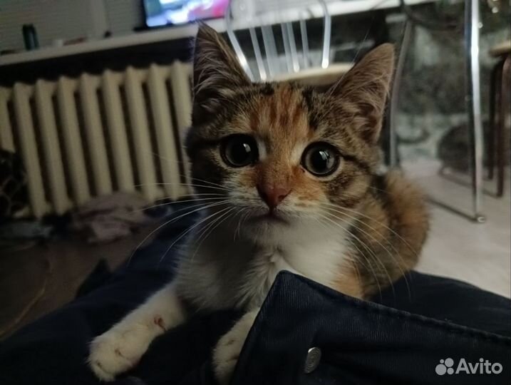 Европейская