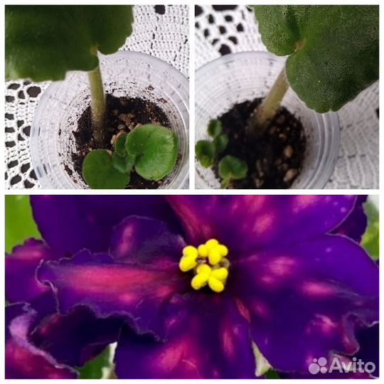 Фиалка/ сенполия сортовая