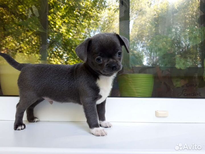 Щенки чихуахуа стандарт