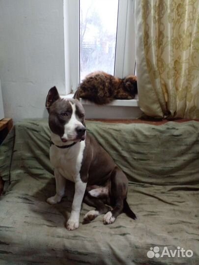 Амстафф вязка