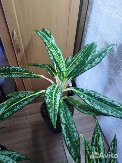 Аглаонема Брызги Шомпанского
