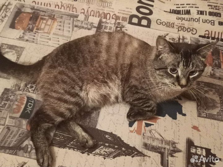 Кот в добрые руки