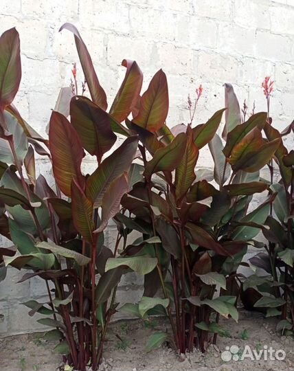 Клубни канн