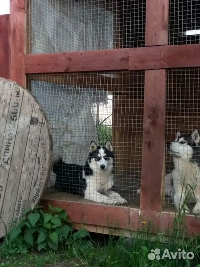 Сибирский хаски