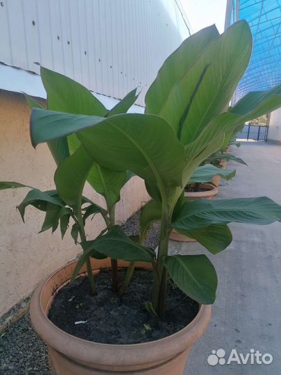 Цветы и клубни канны