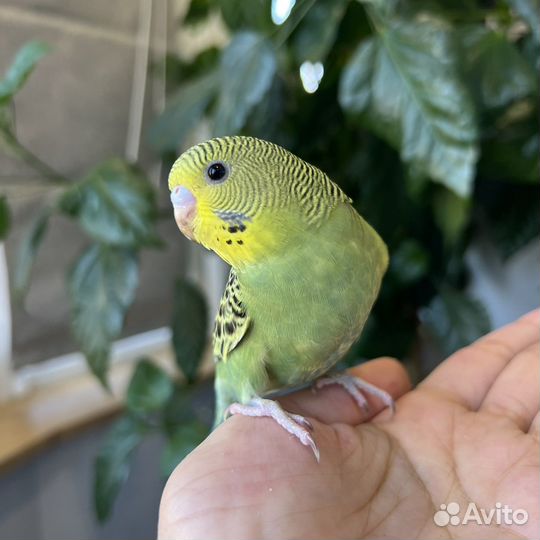 Птенцы волнистый попугай (девочка)