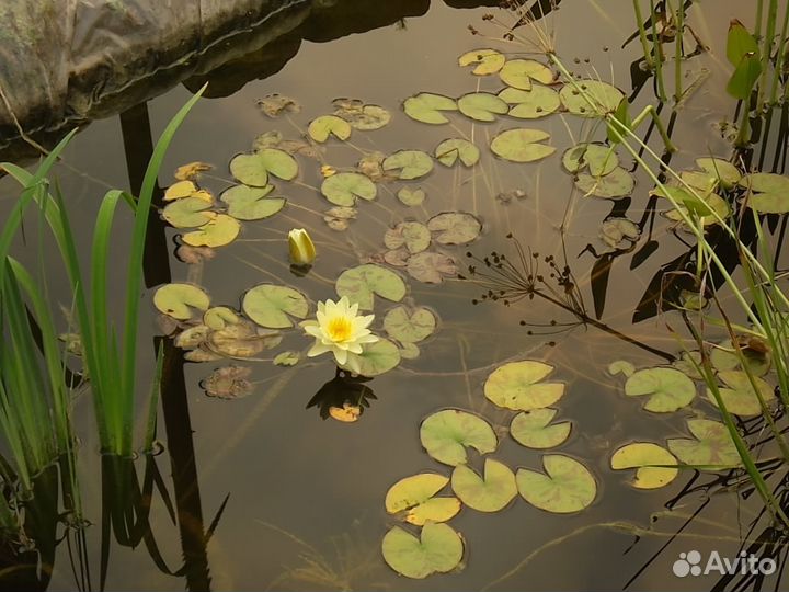 Нимфея (кувшинка), Рогоз, Сусак