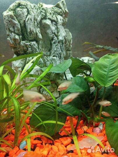 Мальки цихлиды