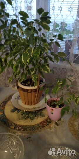 Фикус бенджамина пестролистный