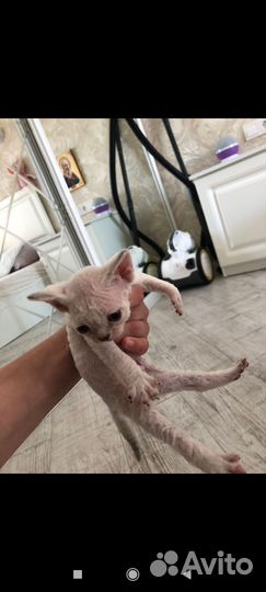 Котята девон-рекс девочка