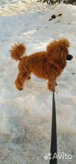 Пудель миниатюрный вязка