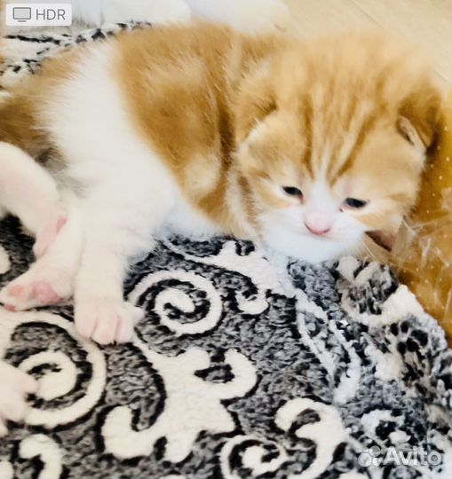 Котята