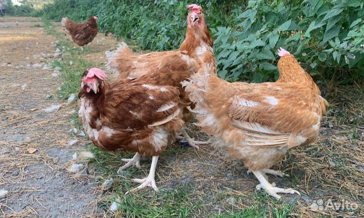 Куры от 50шт