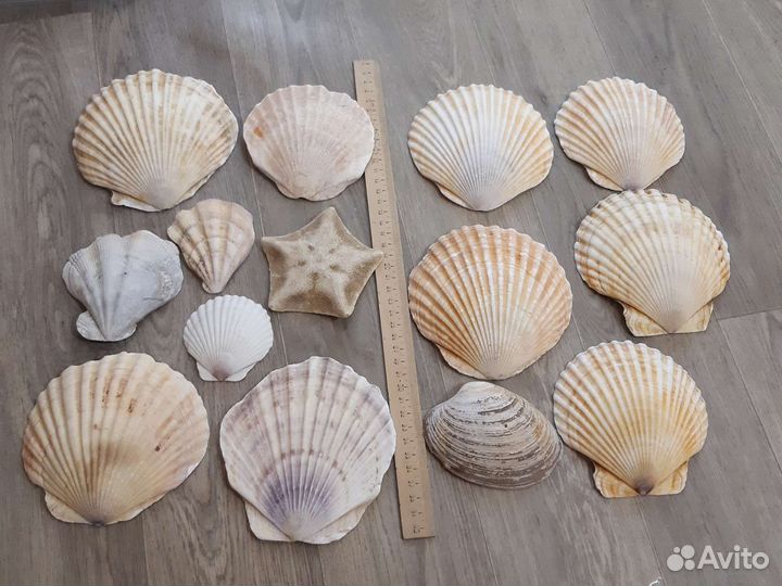 Ракушка Морского гребешка