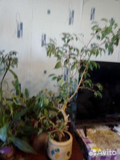 Бенджамина