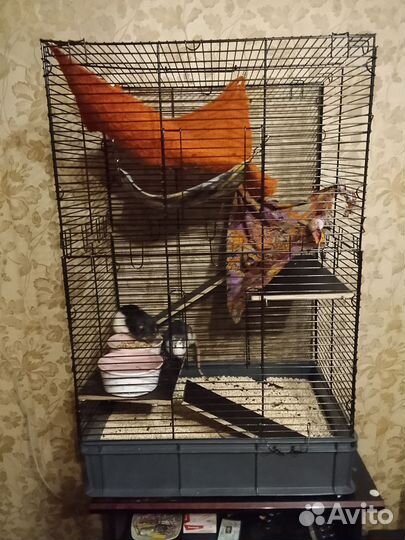 Две крысы с клеткой и всем необходимым