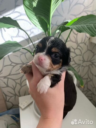 Продам чихуахуа