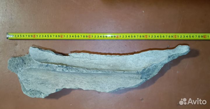 Кости ископаемых животных эпохи мамонтов