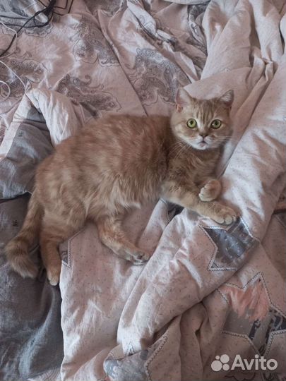 Кошка в дар бесплатно