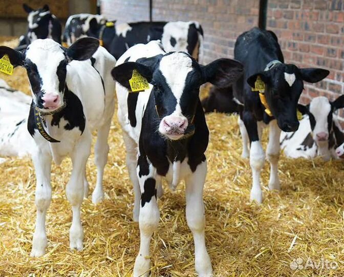 Бычки на откорм