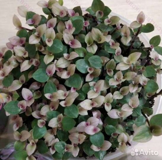 Традесканция