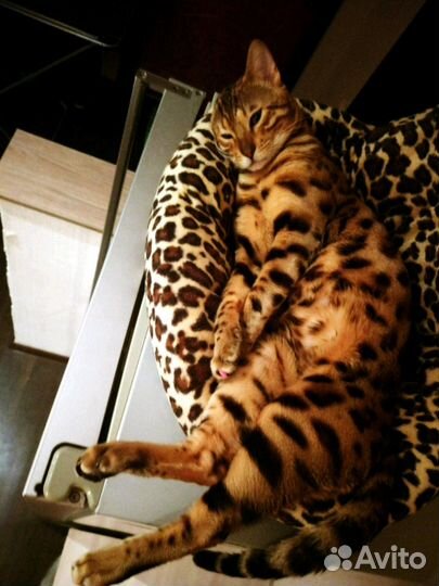 Чистокровный Бенгал, вязка