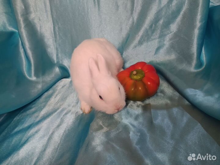 Карликовый декоративный кролик гермелин