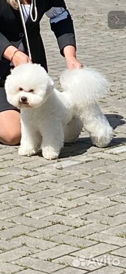 Бишон фризе вязка