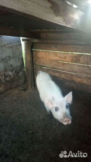 Хряк породы вьетнамской вислобрюхой