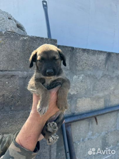 Мальчик 2,5 месяца