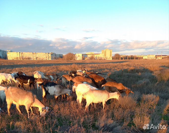 Козы молочные