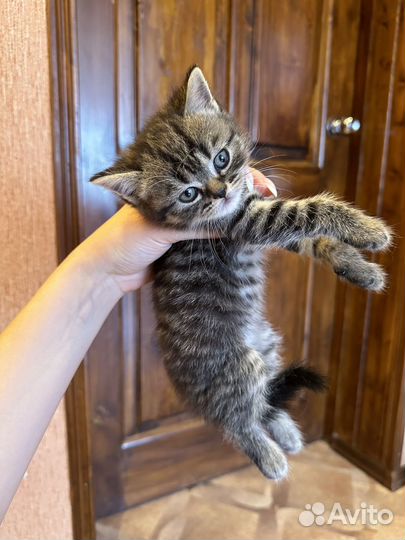 Британские котята