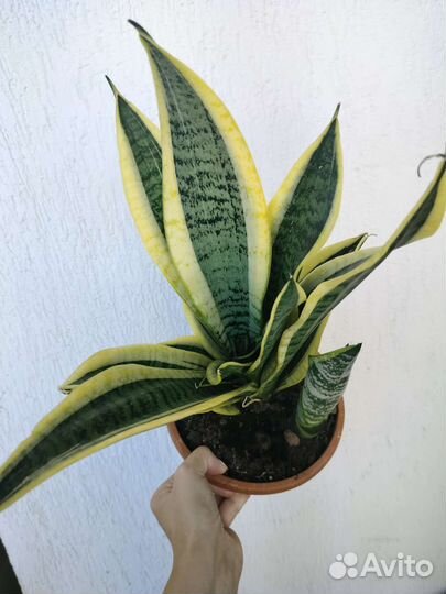 Сансевиерия Футура Суперба
