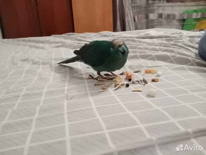 Корелла и какарик