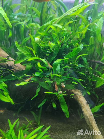 Аквариумные растения, креветки, Улитки